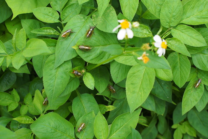 日本一小さな蝉、“イワサキクサゼミ”
