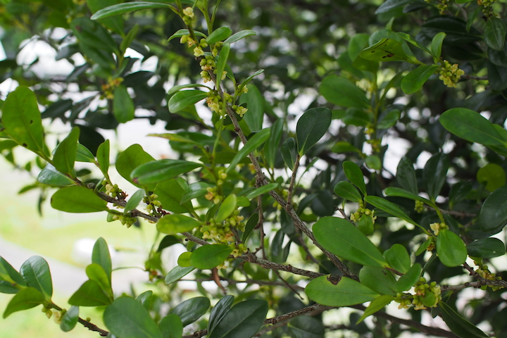 街路樹としてよく植えられている“クルチ(黒木)”