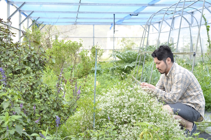 岸本ファームの野菜やハーブを見る優さん