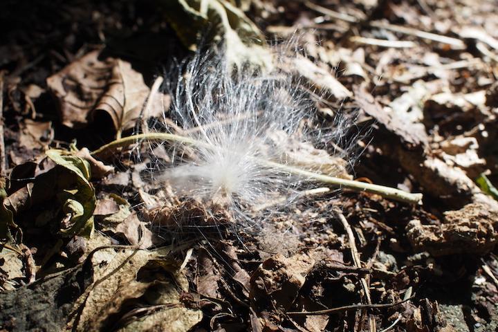 わたぼうしのような植物