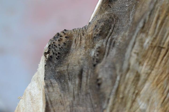 樟（くすのき）