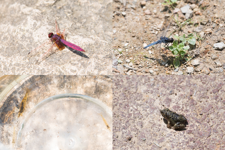 カエルやトンボなど