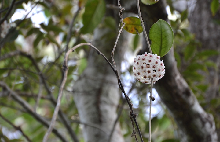 サクラランの花