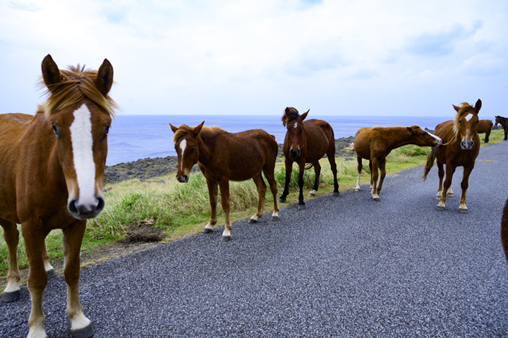 与那国馬