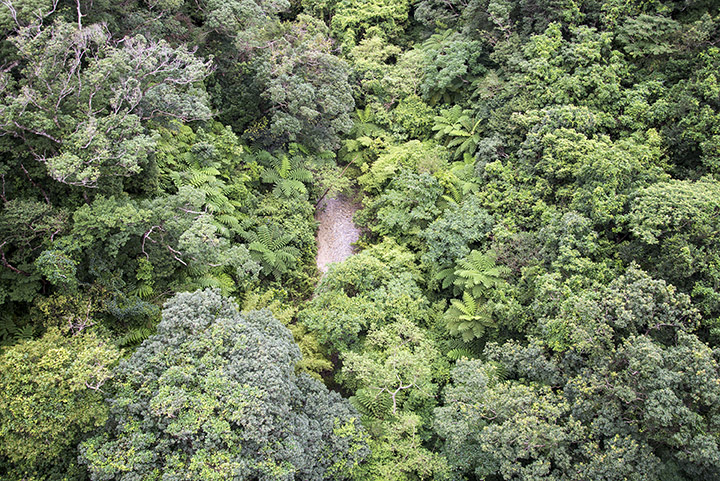 通称「ブロッコリーの森」