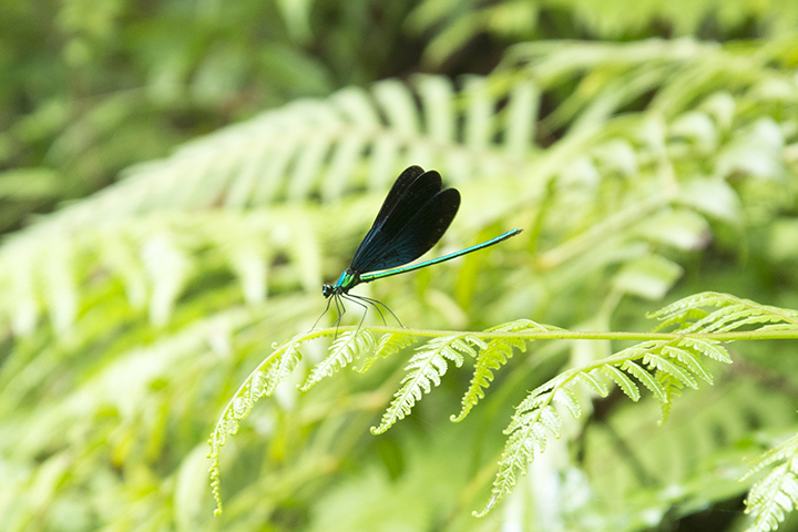 リュウキュウハグロトンボ