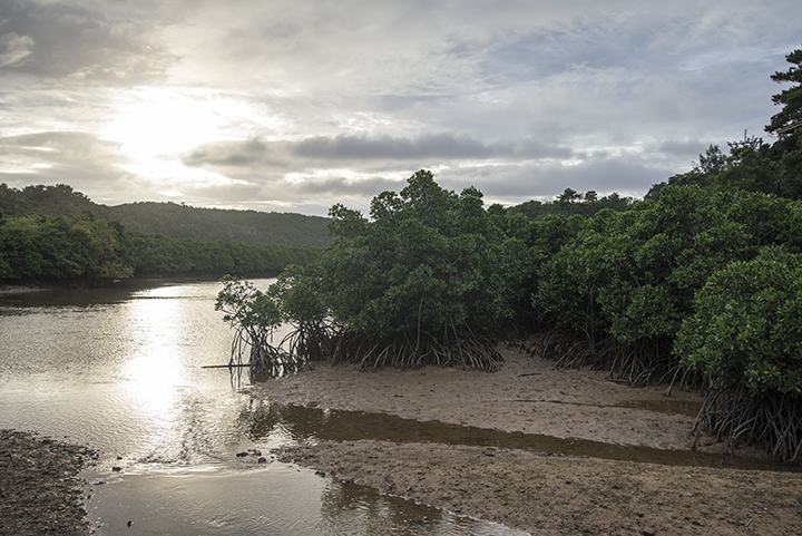 マングローブ