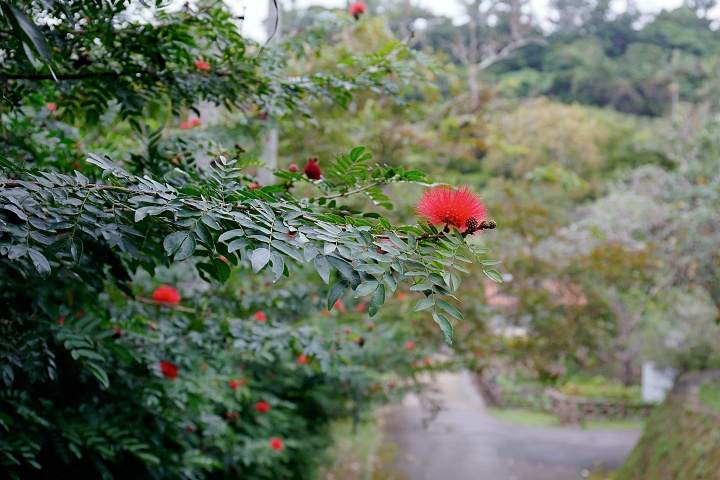 末吉公園（すえよしこうえん）内の花