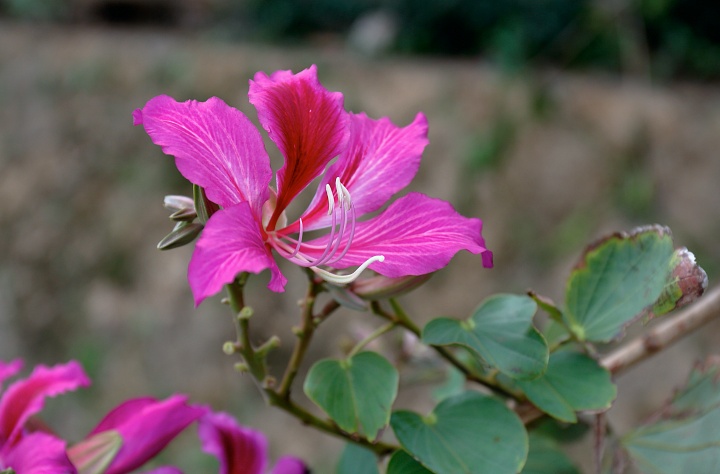 末吉公園（すえよしこうえん）内の花