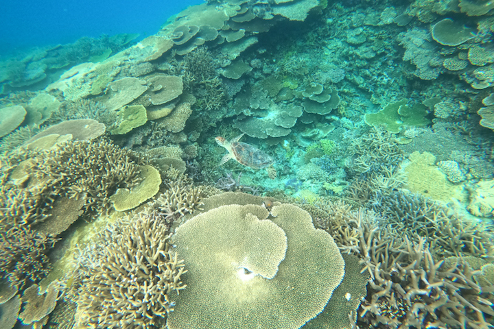 サンゴとウミガメ