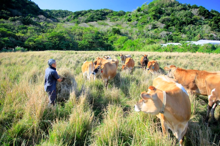 ミネラル豊富な石垣島の牧草を与える田中さん