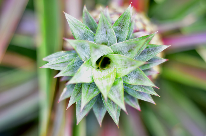 パイナップルの葉