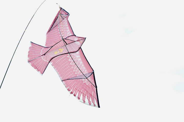 パイナップル農園の鳥よけ