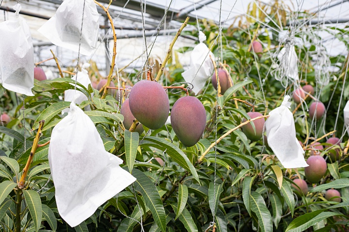 マンゴー「ひめぎみ」