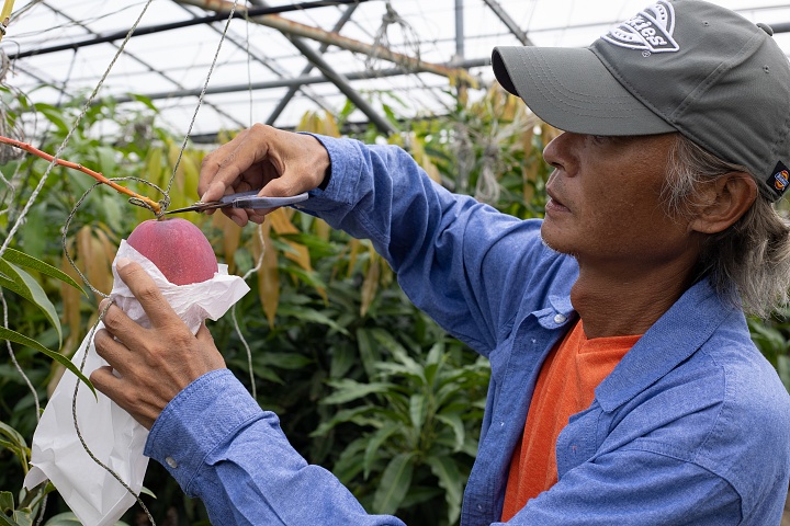 マンゴーの収穫