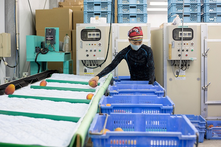 マンゴーを選別