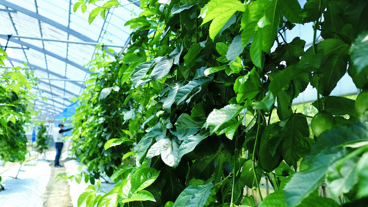 パッションフルーツ