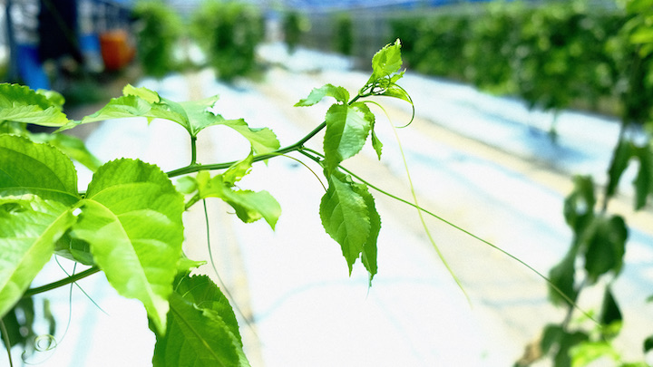 パッションフルーツの葉