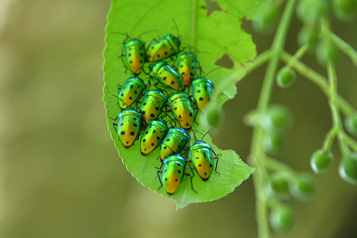 金緑色が美しい”ナナホシキンカメムシ”