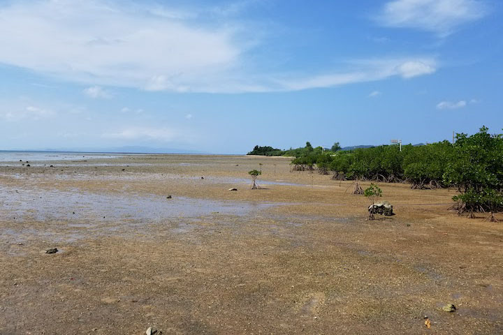 湿地・名蔵アンパル