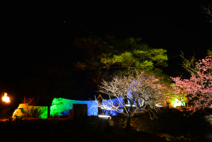 桜がライトアップ