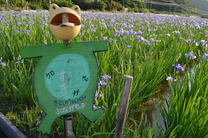 オクラレルカとカエルの看板