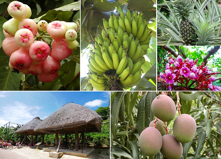 おきなわワールドにある色々な果物
