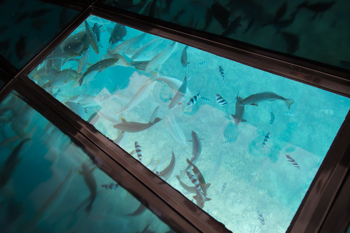 ボートの中は底一面がガラス張りになっている