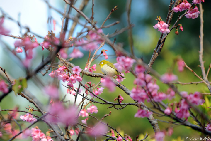 さくらとめじろ