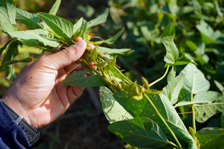 ゲダイズ（下大豆）