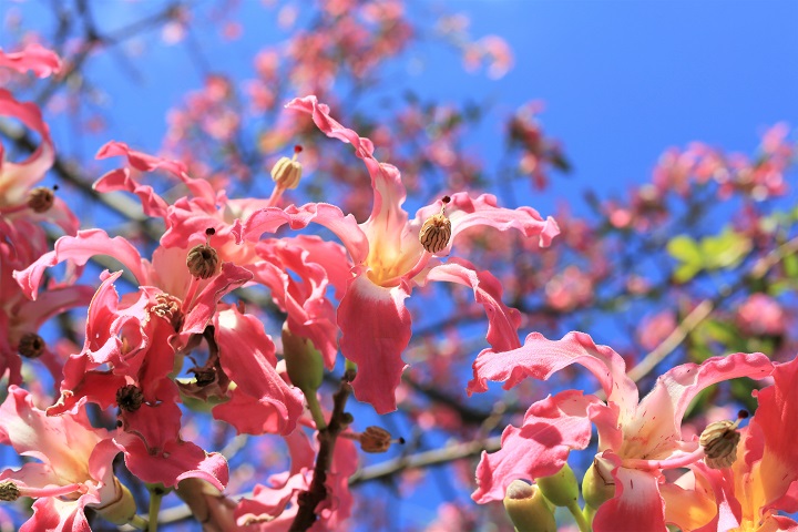 トックリキワタ2021