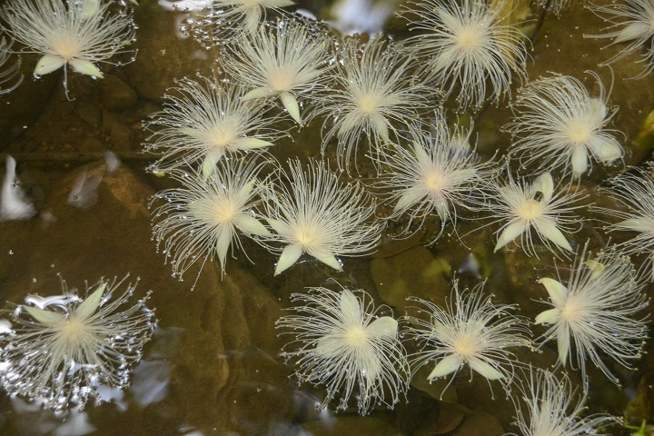水に浮かぶサガリバナ