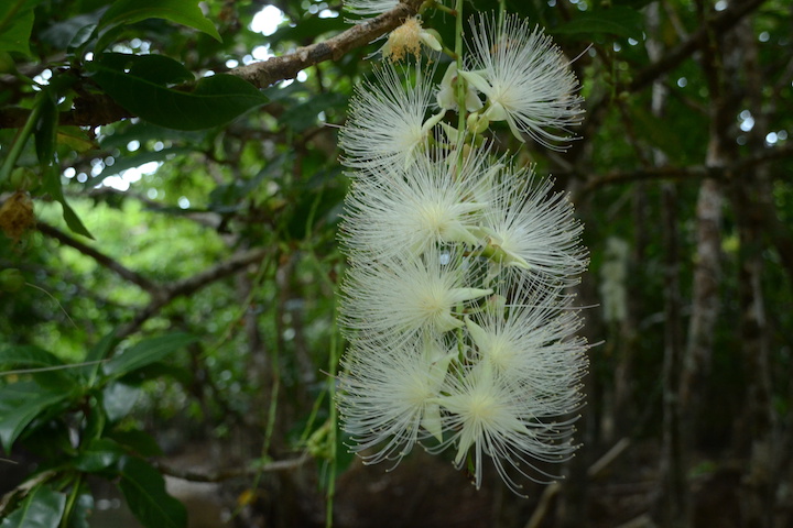 きれいに咲いているサガリバナ