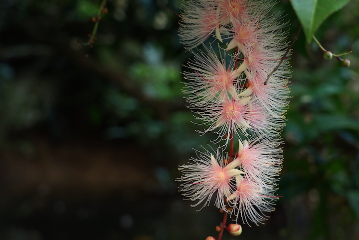 少しピンクがかったサガリバナ