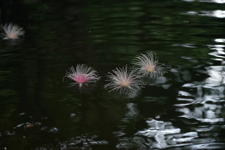落ちた花がふわふわと漂っている様子もかわいいんです。