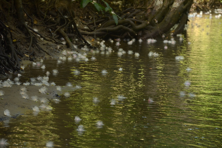 水に浮かぶサガリバナ