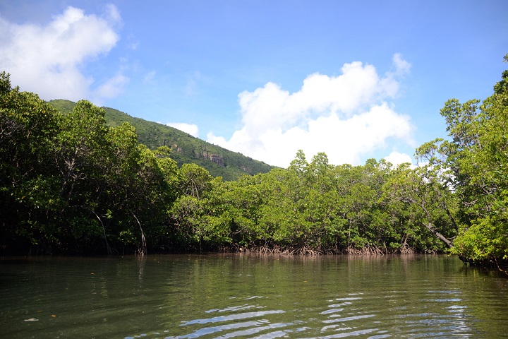 マングローブのある川