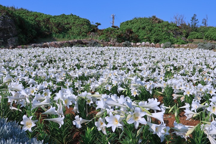 純白のテッポウユリ